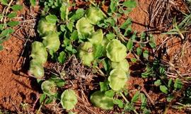   Fruits:     Sesamum eriocarpum ; Photo by tjeerd, gbif.org
